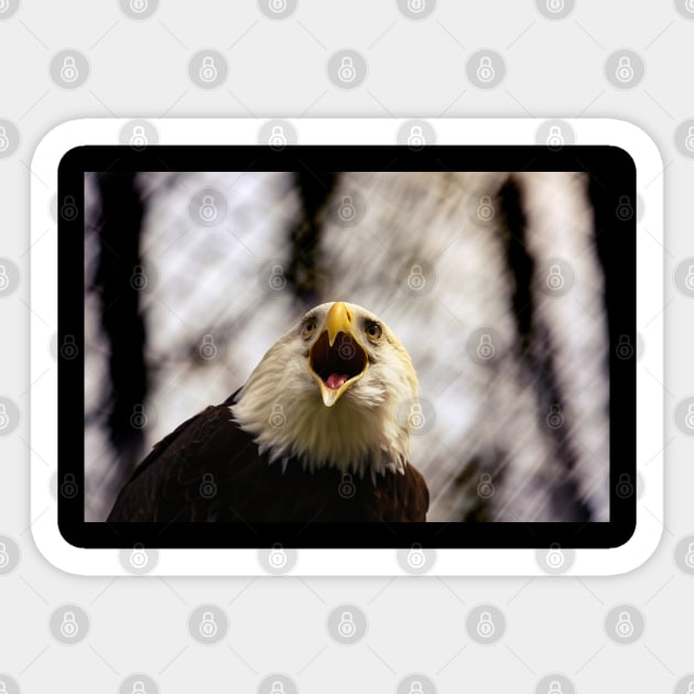 American Patriotic Eagle Sticker by hottehue